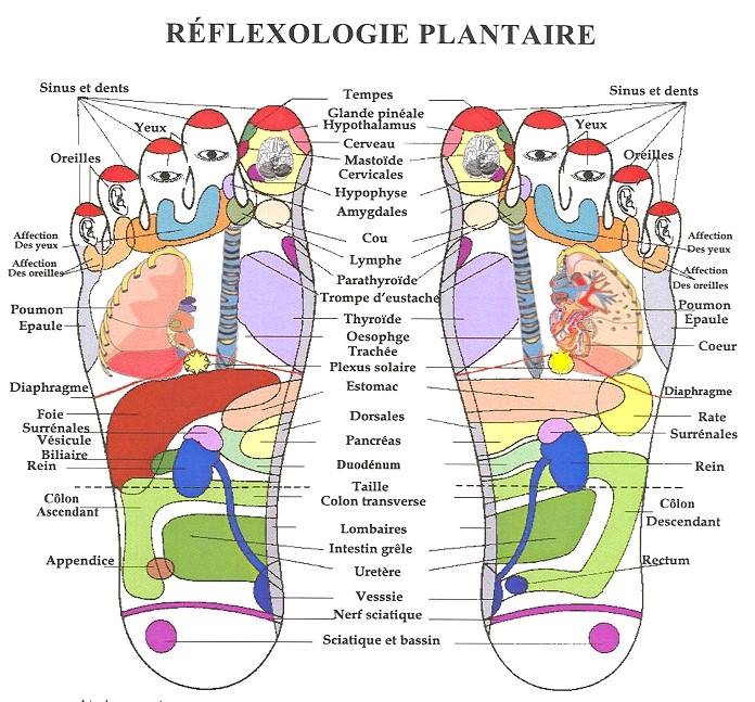 Reflexologie Plantaire à Briollay et Tiercé